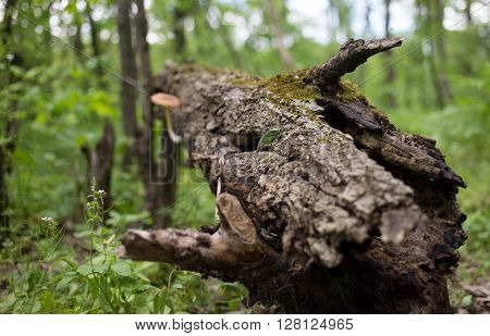 Lizard in nature sitting on a tree.