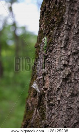 Lizard in nature sitting on a tree.