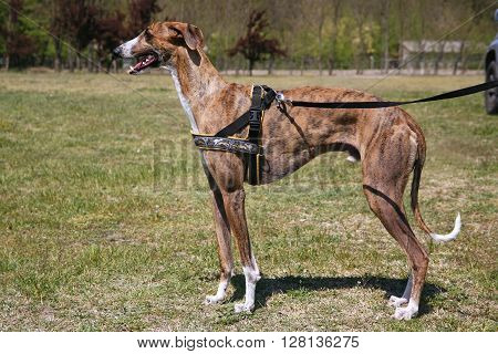 Greyhound Posing For The Camera