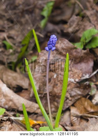 Grape hyacinth Muscari armeniacum spring flower with bokeh background close-up selective focus shallow DOF