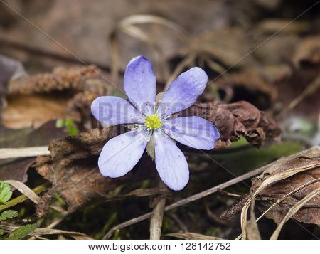 Hepatica nobilis liverleaf or liverwort blooming in dry leaves macro selective focus shallow DOF