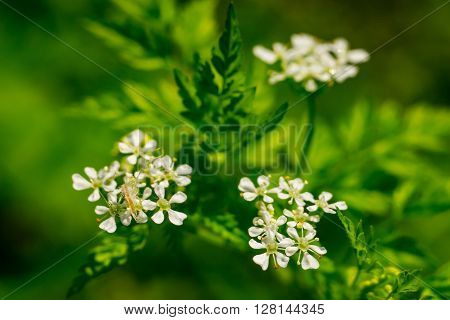 Closeup of grass Chickweed (Stellaria media) during flowering.
