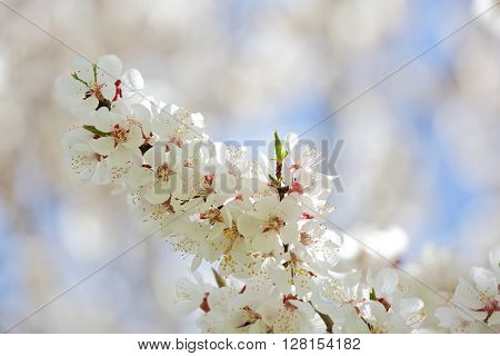 Apricot blossom in Himalayas 
