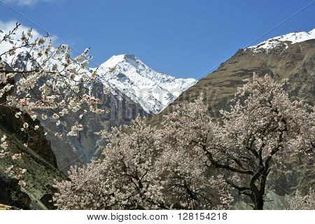 Apricot blossom in Himalayas 