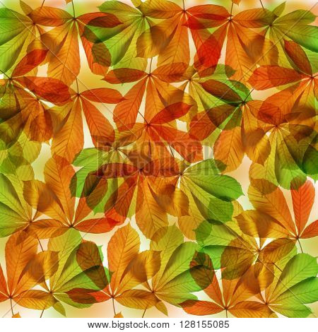 Background from autumn leaves of chestnut tree (Aesculus hippocastanum)