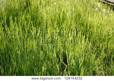 Grassblades closeup on a field