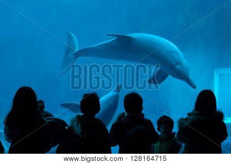 GENOA, ITALY - MARCH 22, 2016: Visitors observe as common bottlenose dolphins (Tursiops truncatus) swim in the Genoa Aquarium in Genoa, Liguria, Italy. 