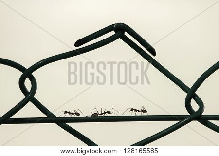 Silhouette of three ants marching on a wire of a fence two to left and one to right.
** Note: Soft Focus at 100%, best at smaller sizes
