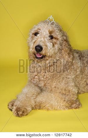 Goldendoodle 犬の黄色の背景上に横たわるティアラを着用します。