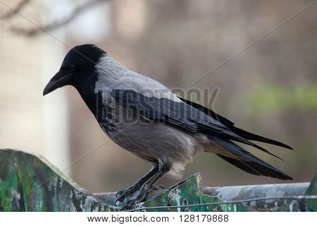 Hooded crow (Corvus cornix). Wild life animal. 