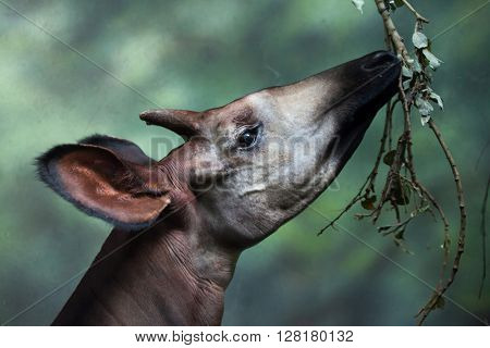 Okapi (Okapia johnstoni). Wild life animal. 