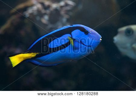 Blue surgeonfish (Paracanthurus hepatus), also known as the blue tang. Wild life animal. 