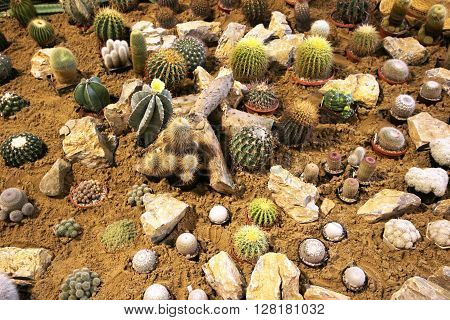 Large cactuses photographed in the cactus garden