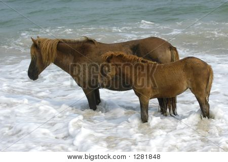 Assateague divoký poník