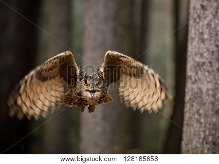 Eurasian Eagle Owl, close-up.