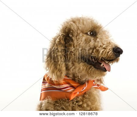 Goldendoodle 犬の身に着けているバンダナ。