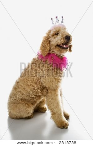 Goldendoodle 犬の衣装を着てします。