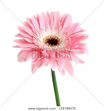 Pink gerber isolated on white