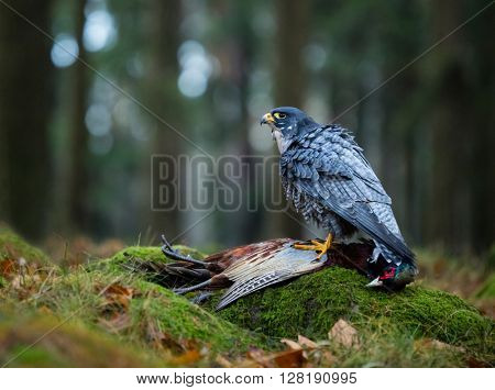 Bird of prey Peregrine Falcon (Falco peregrinus) with kill Common Pheasant on stone