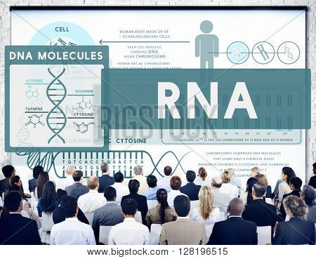 RNA Ribonucleic Physical Molecule Evolution Concept