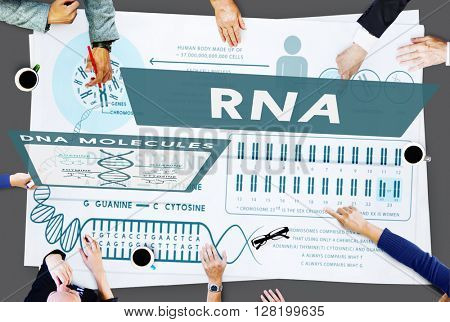 RNA Ribonucleic Physical Molecule Evolution Concept