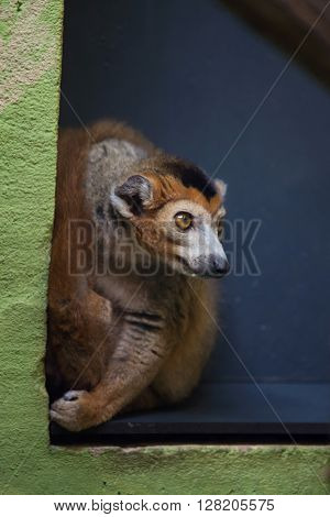 Crowned lemur (Eulemur coronatus). Wild life animal. 