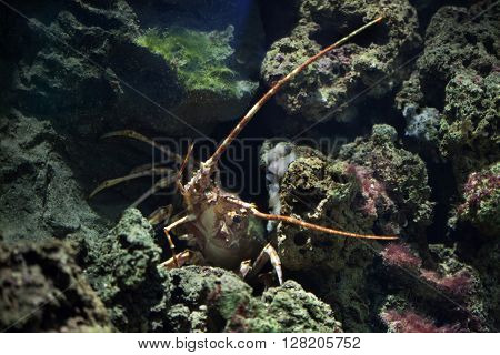 Common spiny lobster (Palinurus elephas), also known as the Mediterranean lobster. Wild life animal. 
