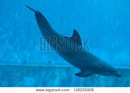 Common bottlenose dolphin (Tursiops truncatus). Wild life animal. 