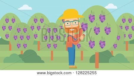 Farmer collecting grapes.