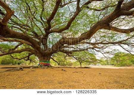 view of big Rain Tree with branch magnify