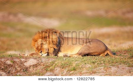 Lion (panthera Leo) dans la savane