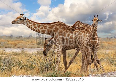 Giraffe With Calf Grazzing