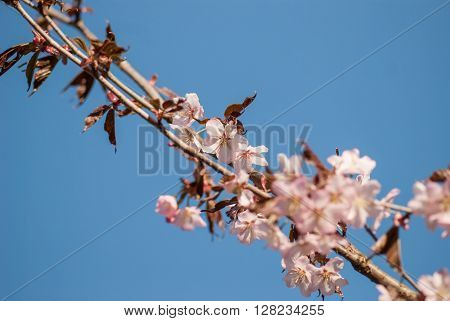 Cherry blossom or  Sakura flower with blue sky.
** Note: Shallow depth of field