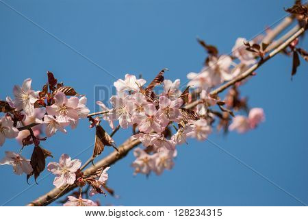Cherry blossom or  Sakura flower with blue sky.
** Note: Shallow depth of field