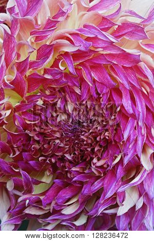 Dahlia flower (Dahlia x cultorum). Close up image of multicolored flower
