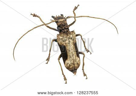 Scarab beetle Scarabaeidae male isolated on a white background