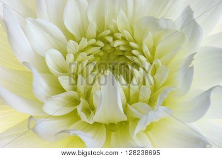 Dahlia flower (Dahlia x cultorum). Close up image of white flower