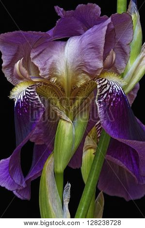 Hybrid German iris (Iris x germanica).Close up image of flower isolated on black background