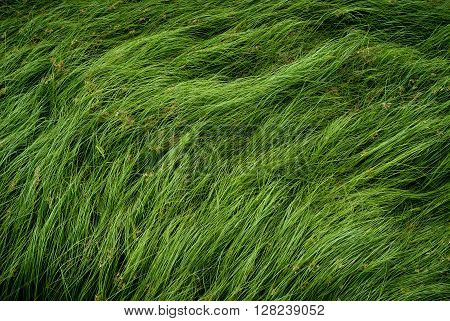 Cocograss close up beautiful green Nut grass pattern from garden