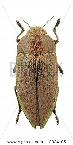 Perotis Lugubris