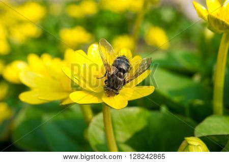 Ficaria verna lutik spring background close up.