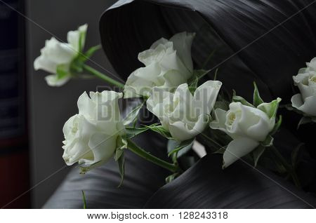 White Rose - symbolizes fidelity and probity