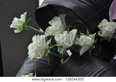 White Rose - symbolizes fidelity and probity