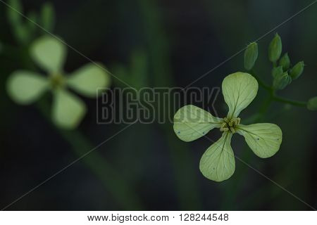 Close up photo of winter cress flower