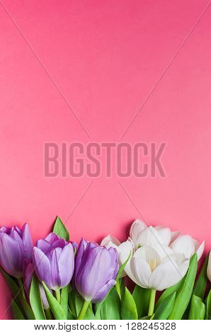 Beautiful purple and white tulips on gradient pink background with copy space