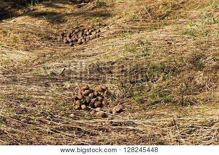 Dung moose on the grass in the forest.