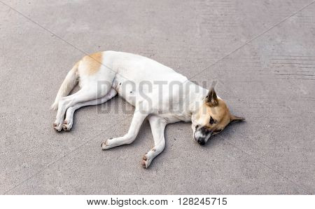 Focus on dogs eye dog resting on concrete road