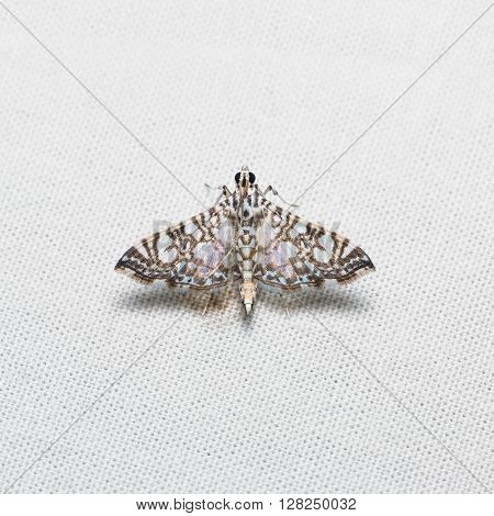 Glyphodes Onychinalis Moth