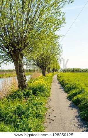 Backlit image of a narrow meandering concrete bicycle path along a river. It's a sunny day in the spring season and the yellow rapeseed flowers in abundance.