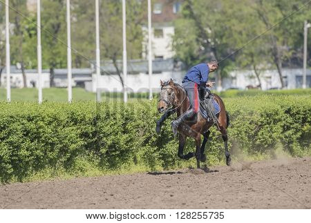 ROSTOV-ON-DON; RUSSIA- MAY 02- Speech by the athlete on a horse at the racetrack on the opening day on May 02 2016 in Rostov-on-Don